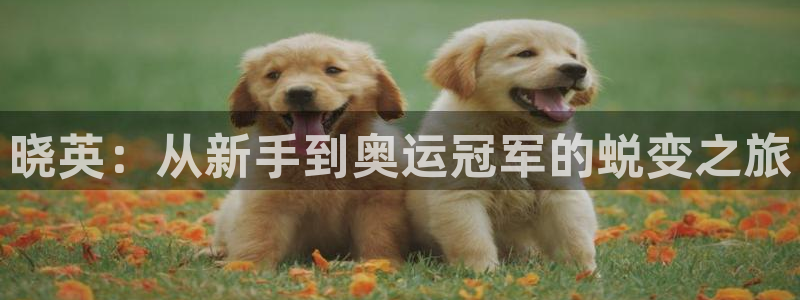 xc体育app官方网站：晓英：从新手到奥运冠军的蜕变之旅